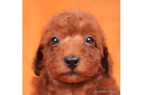 成約済の東京都のトイプードル-202084の2枚目